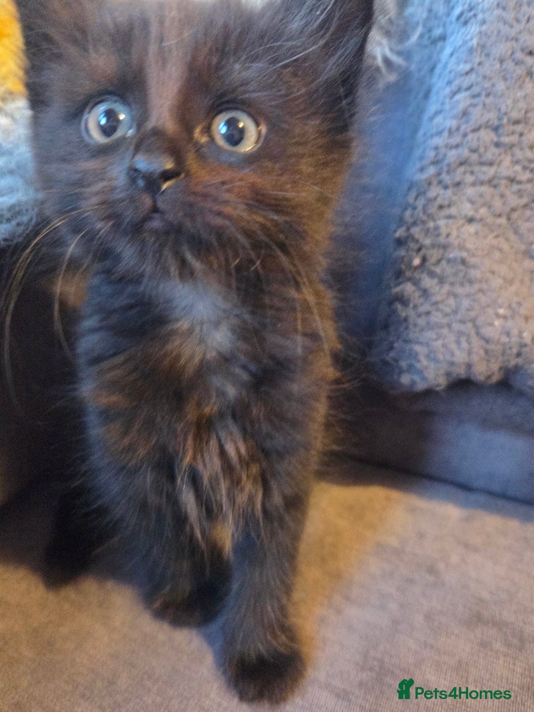 Mixed Breed cats for sale: Mixed breed kittens - Image 8