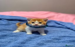 British Shorthair cats for sale: Quality British Shorthair kittens  - Image 15