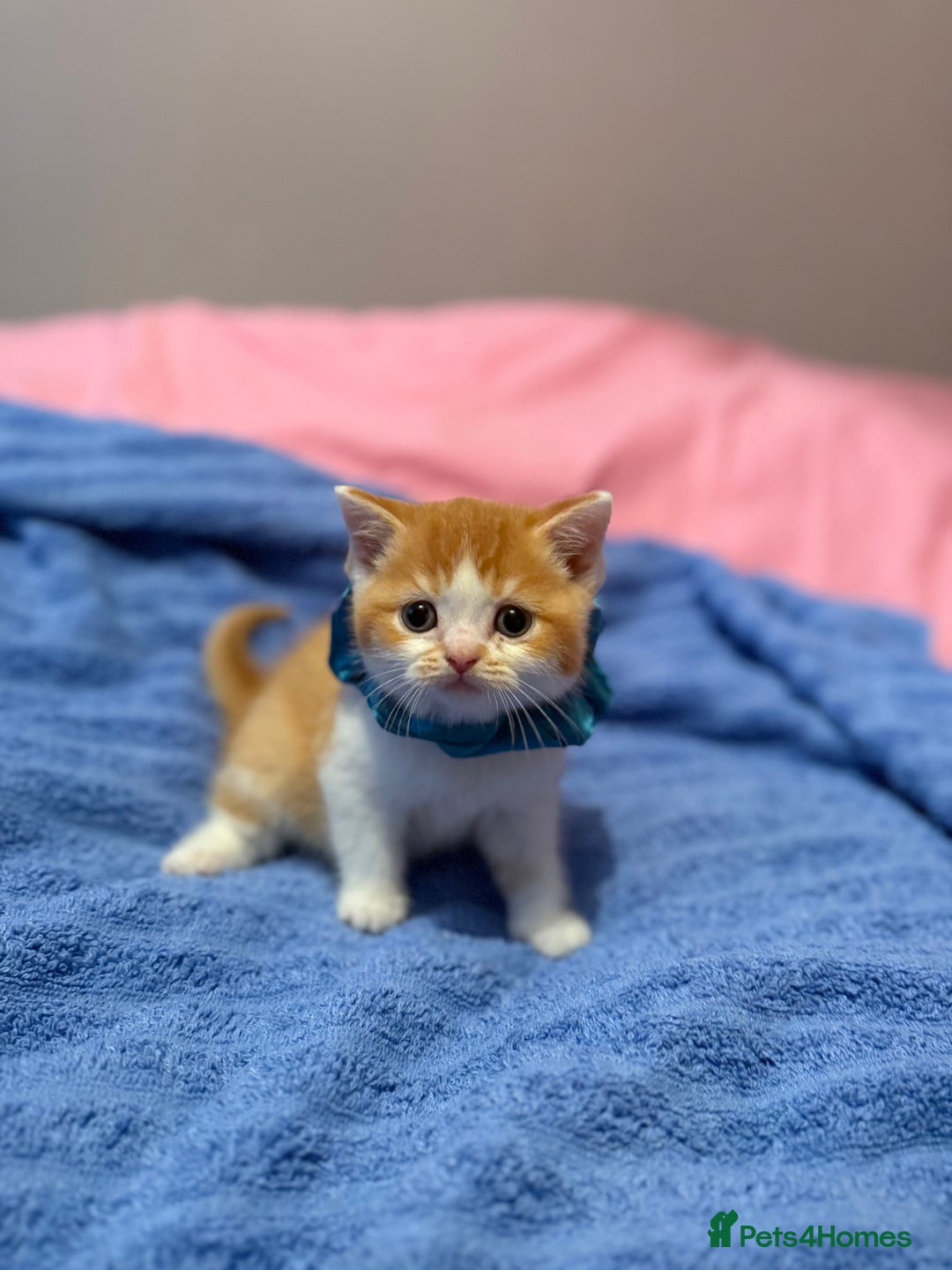 British Shorthair cats for sale: Quality British Shorthair kittens  - Image 15