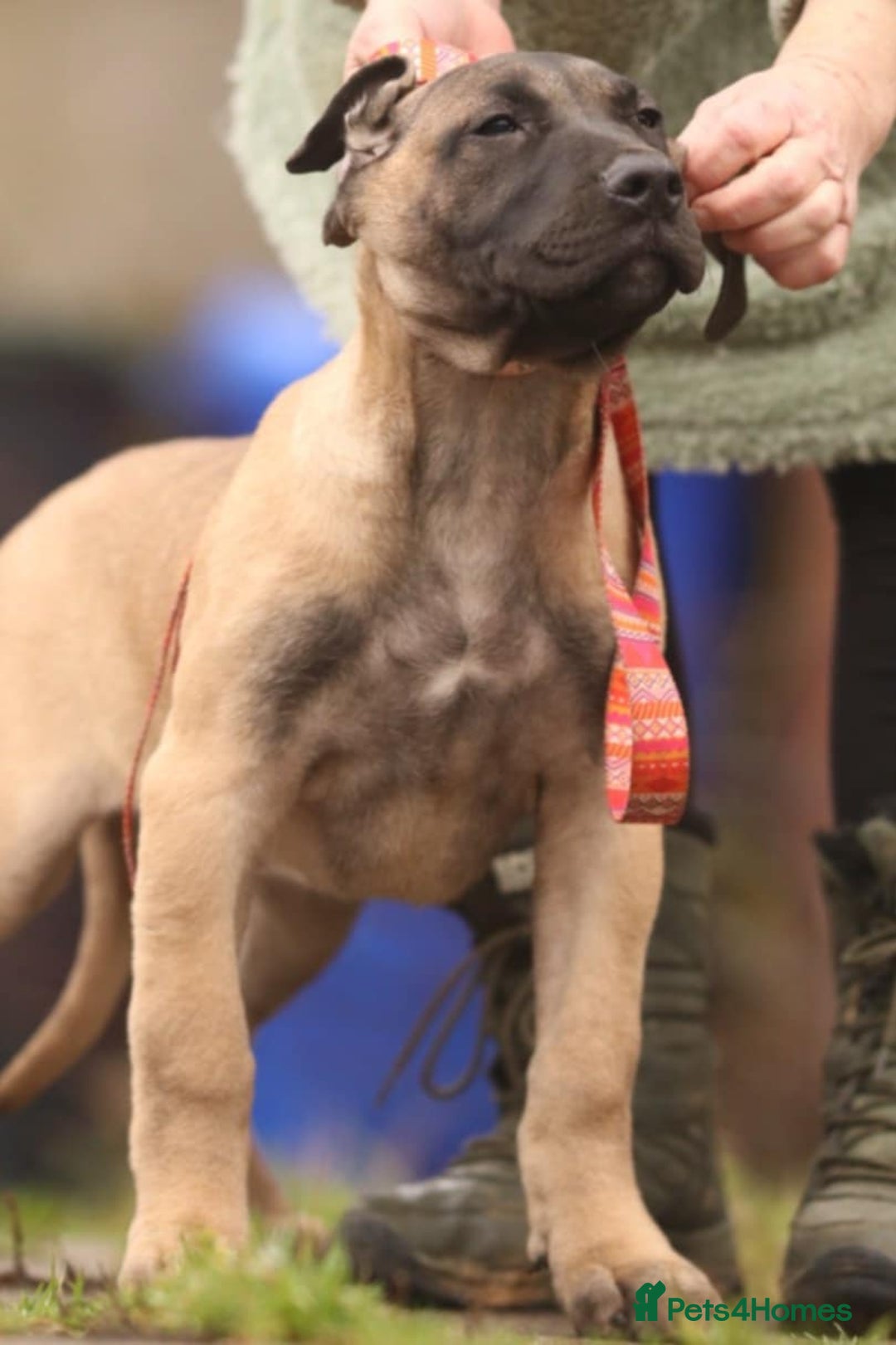 Presa Canario dogs for sale: Presa Canario pups  - Advert 6