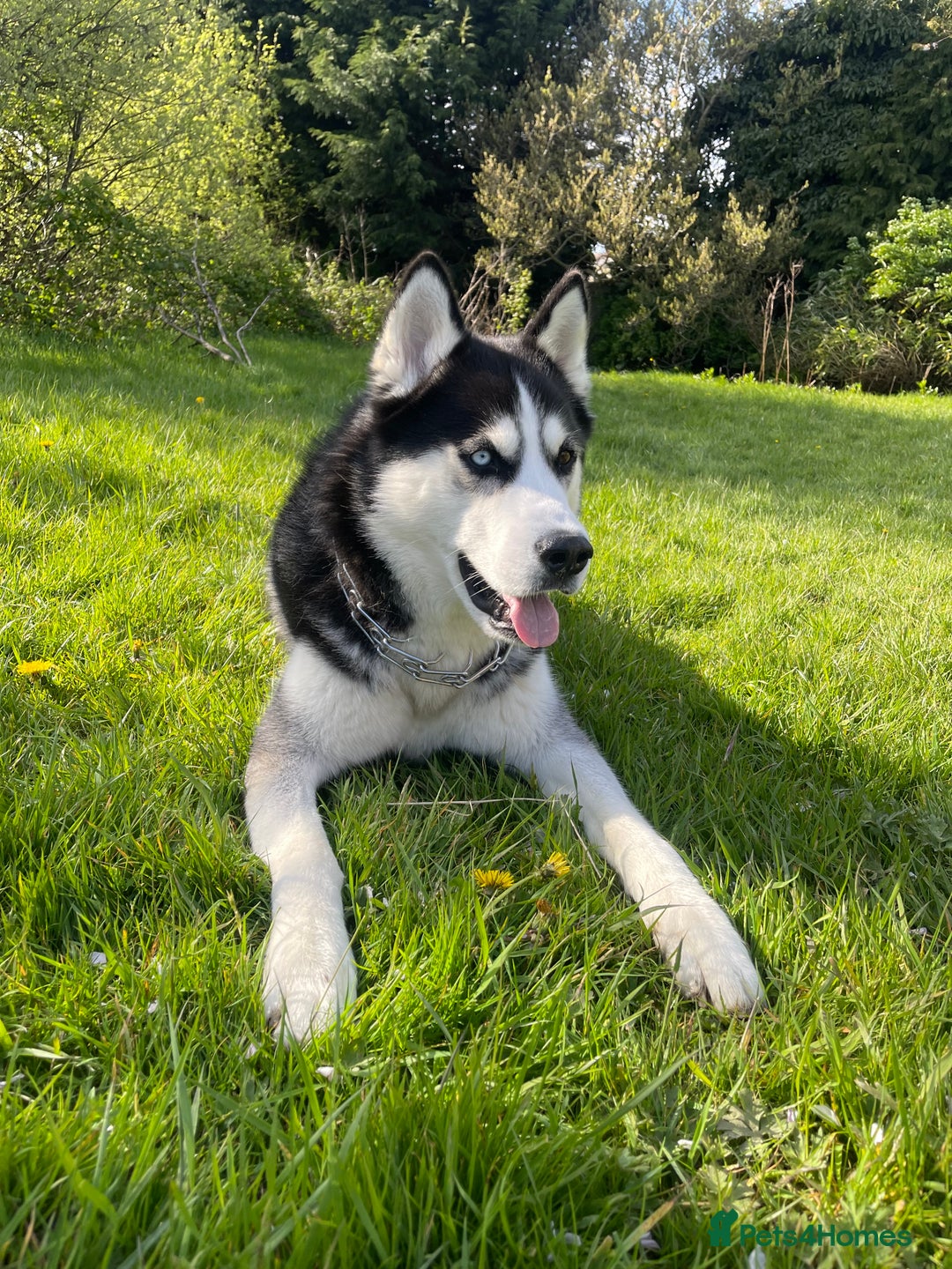 Siberian Husky dogs for sale: Siberian Husky (Experienced Owner Only) - Advert 4
