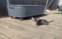Bengal cats for sale: Mixed Bengal  in Watford - Image 2