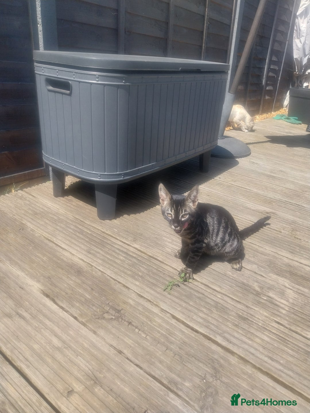 Bengal cats for sale: Mixed Bengal  in Watford - Image 2