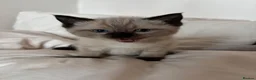 Ragdoll cats for sale: Ragdoll x mink tonkinese kittens  - Advert 22