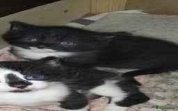 British Shorthair cats for sale: 2 male kittens FREE to Good homes only - Image 5