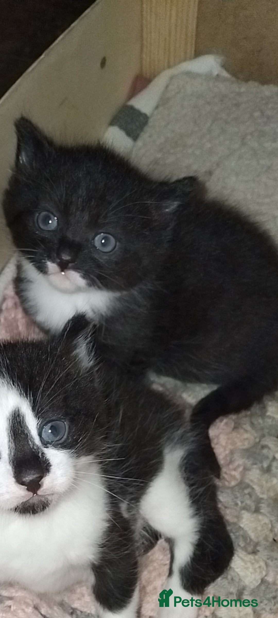 British Shorthair cats for sale: 2 male kittens FREE to Good homes only - Image 5