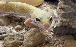 Leopard Gecko reptiles for sale: Leopard gecko FOR SALE - Image 1