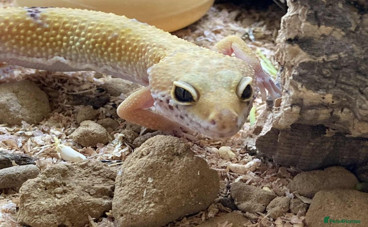 Leopard Gecko reptiles - Advert 1