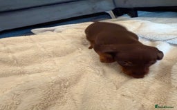 Miniature Dachshund dogs for sale: Miniature dachshund puppy brown boy ready to leave - Image 7