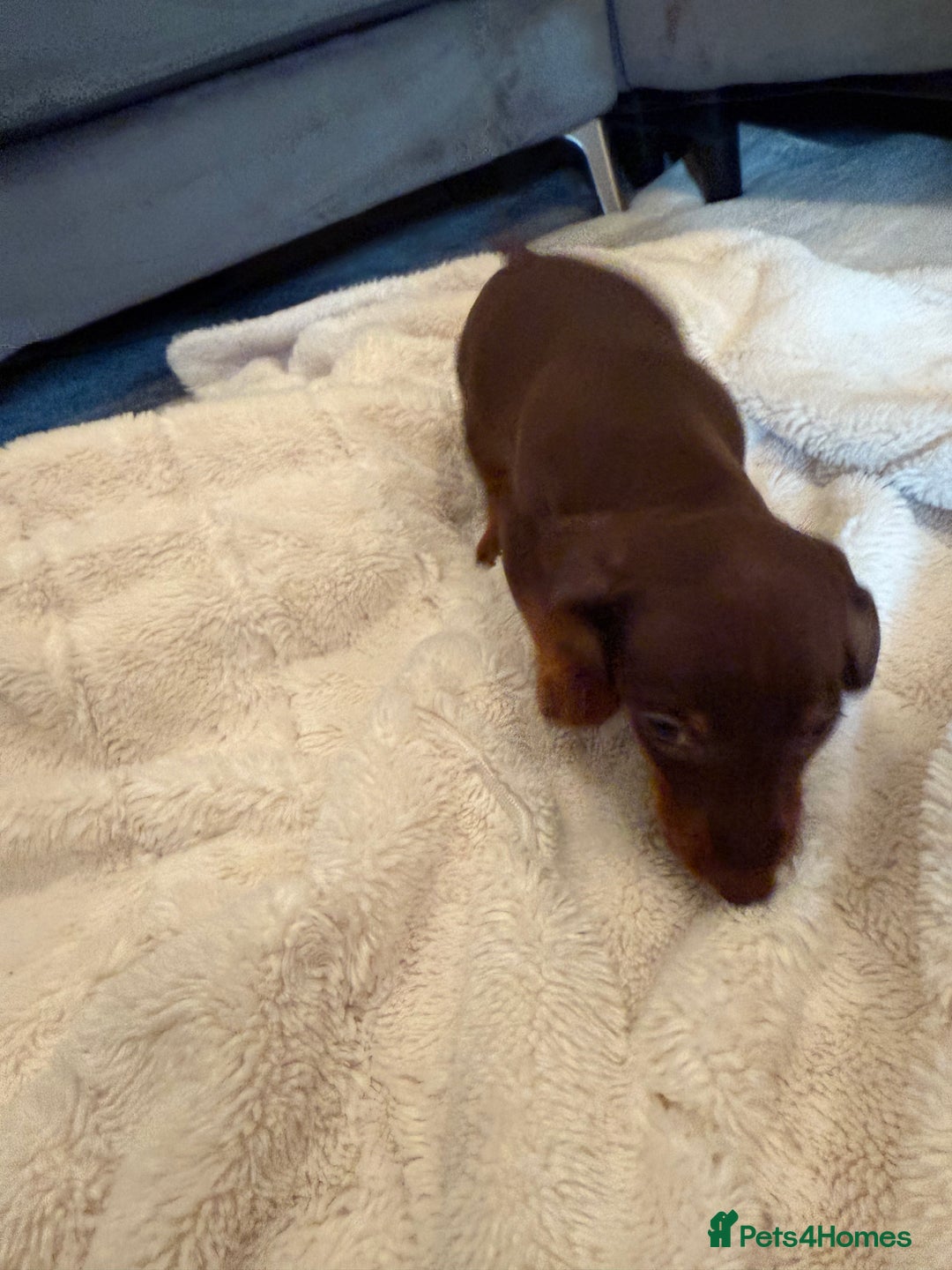 Miniature Dachshund dogs for sale: Miniature dachshund puppy brown boy ready to leave - Image 7