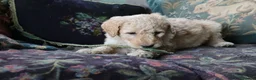 Labradoodle dogs for sale: Standard Labradoodle Puppies F3 - Advert 21