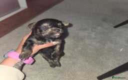 Mixed Breed dogs for sale: 4 tiny puppies - Image 8