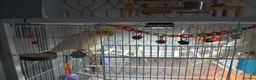 Cockatiels birds for sale: Cockatiel for sale in Dunfermline in Dunfermline - Advert 2
