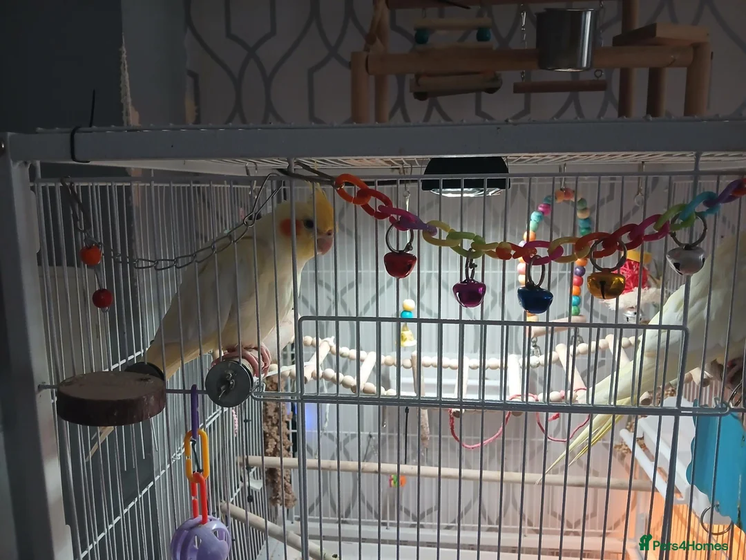 Cockatiels birds for sale: Cockatiel for sale in Dunfermline in Dunfermline - Advert 2