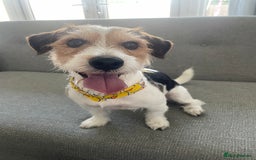 Jack Russell dogs for stud: Jack russel for stud - Advert 2