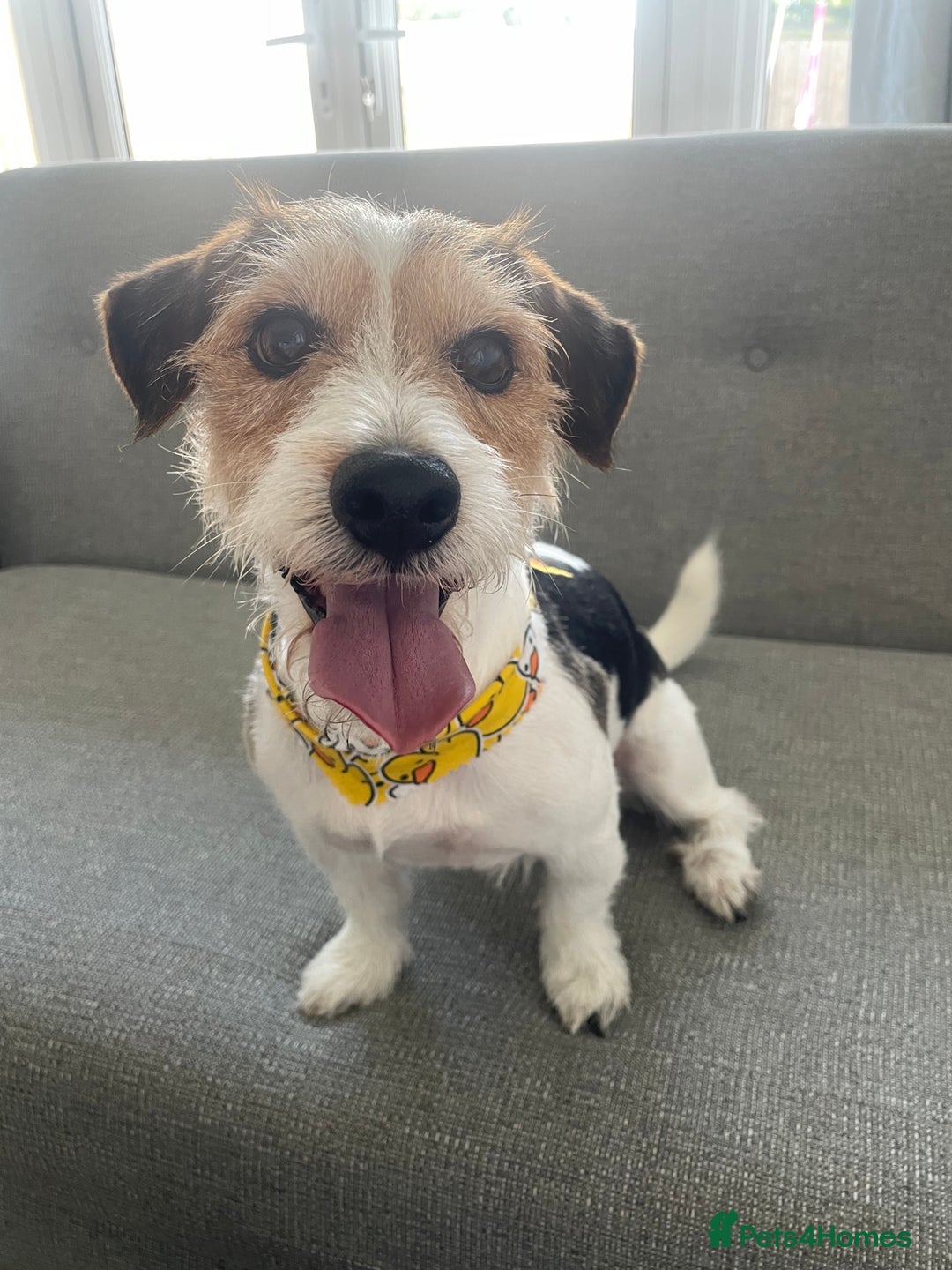 Jack Russell dogs for stud: Jack russel for stud - Advert 2