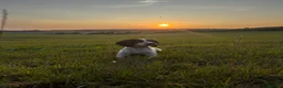 Sprocker dogs for sale: 8 gorgeous sprocker pups - Advert 7