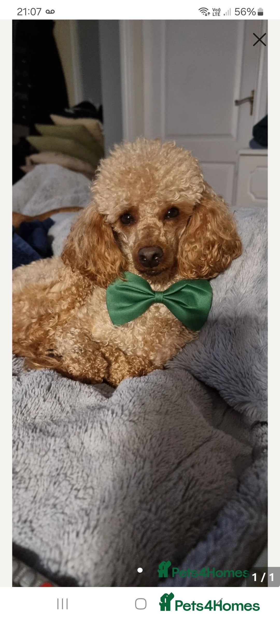 Toy Poodle dogs for stud:  fully Health tested kc reg toy poodle for stud in Doncaster - Advert 4