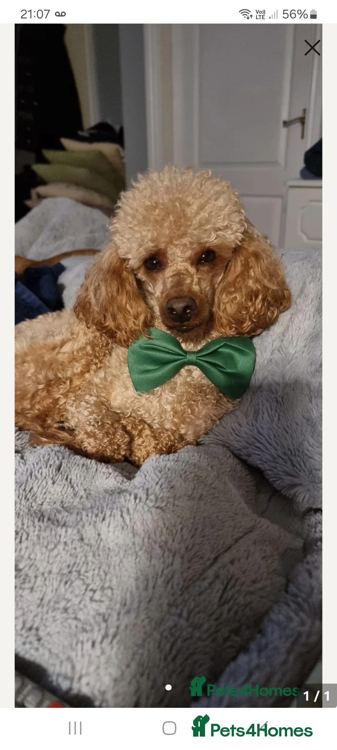 Toy Poodle dogs for stud:  fully Health tested kc reg toy poodle for stud in Doncaster - Advert 4
