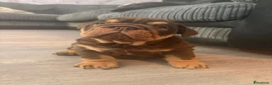 English Bulldog 2
