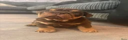 English Bulldog dogs for sale: English bulldog puppies  - Advert 6