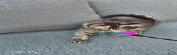 Maine Coon cats for sale: Licensed breeder-maine coon  - Advert 16