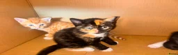 Mixed Breed cats for sale: Beautiful Kittens Ready for Loving Homes in Ottery Saint Mary - Advert 2