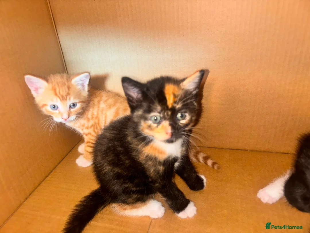 Mixed Breed cats for sale: Beautiful Kittens Ready for Loving Homes in Ottery Saint Mary - Advert 2