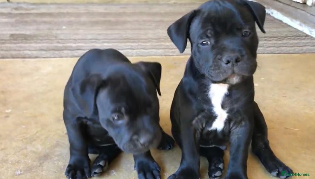 Staffordshire Bull Terrier dogs for sale: Staff Puppies  - Image 9