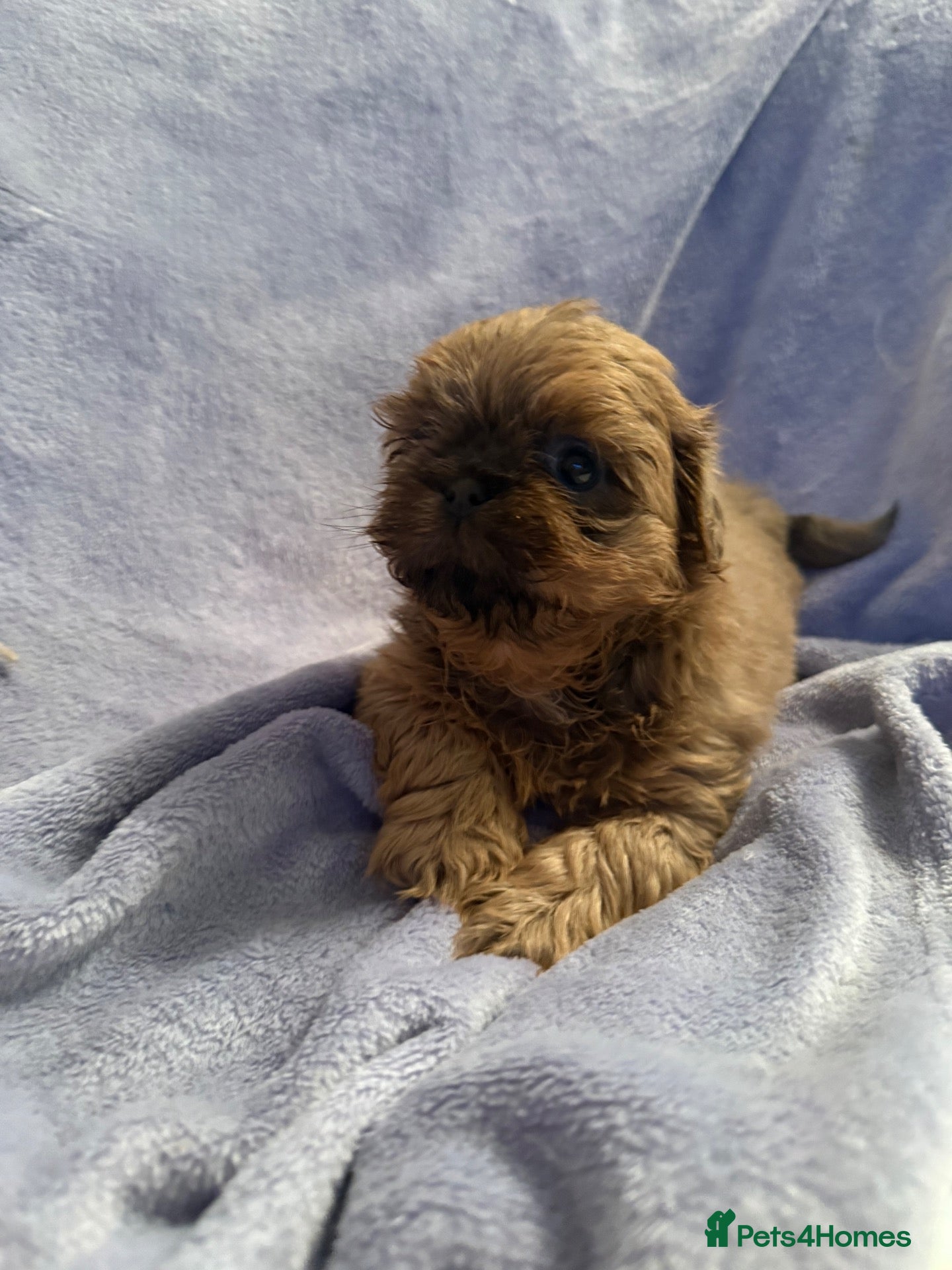Shih Tzu dogs Stunning imperial Shihtzu puppies Kc registered  - Advert 1