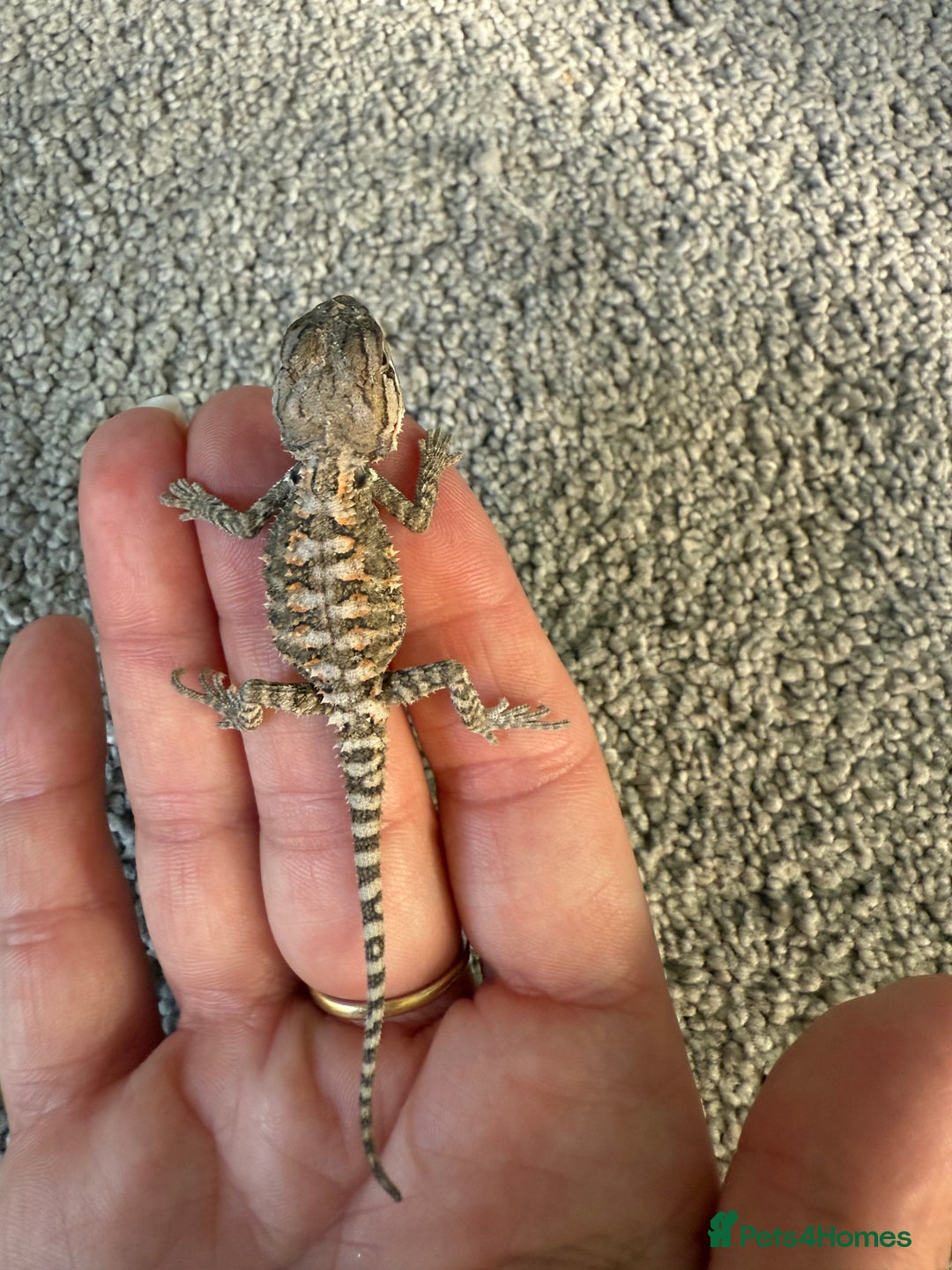 Dragon reptiles for sale: Baby Rankin Dragon - Image 7