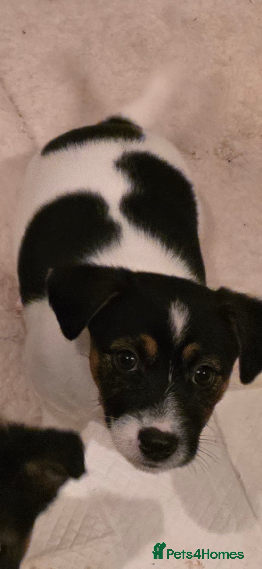 Jack Russell dogs for sale: Jack Russell puppies  - Image 21