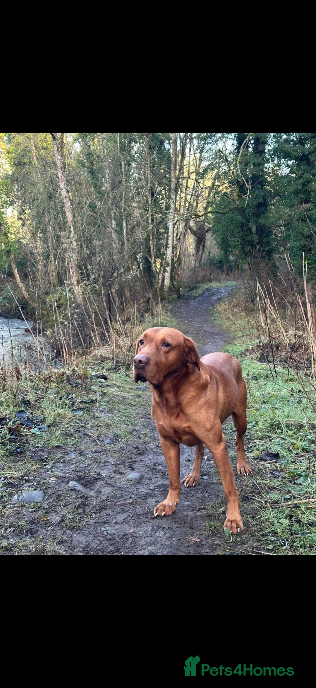 Labrador Retriever dogs for sale: Beautiful KC Lab Pups - Advert 5