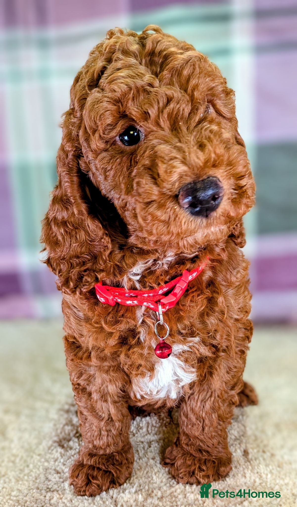 Cockapoo dogs 🐾 Stunning F1b Cockapoo Puppies. - Advert 1