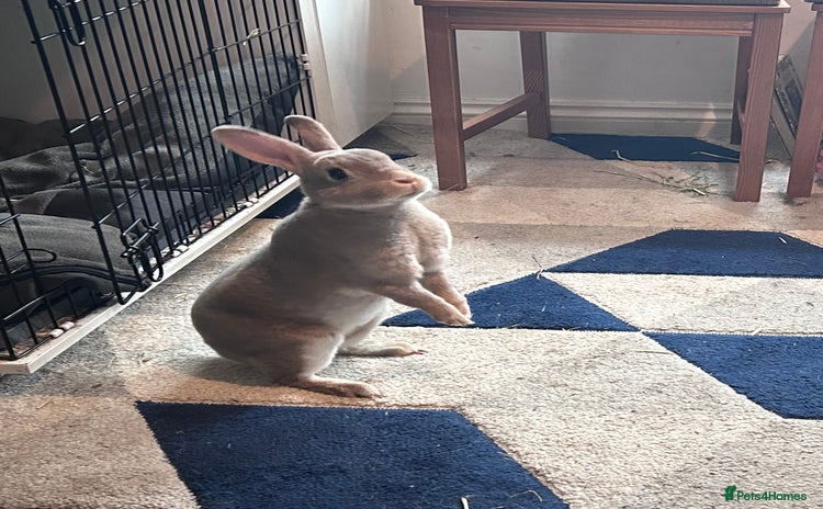 Rex rabbits - Advert 1
