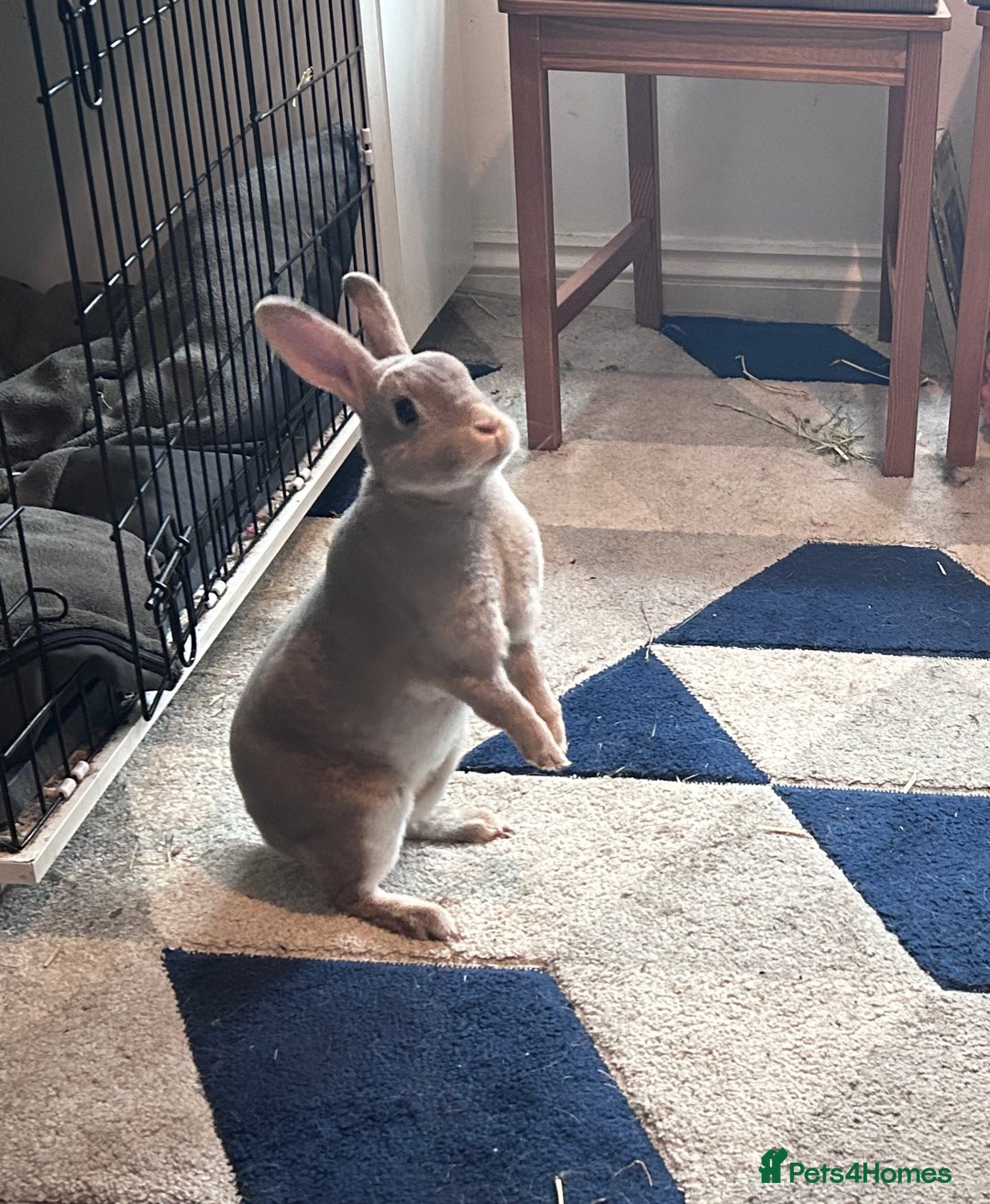 Rex rabbits for sale: Female rex cross bunny  - Image 1