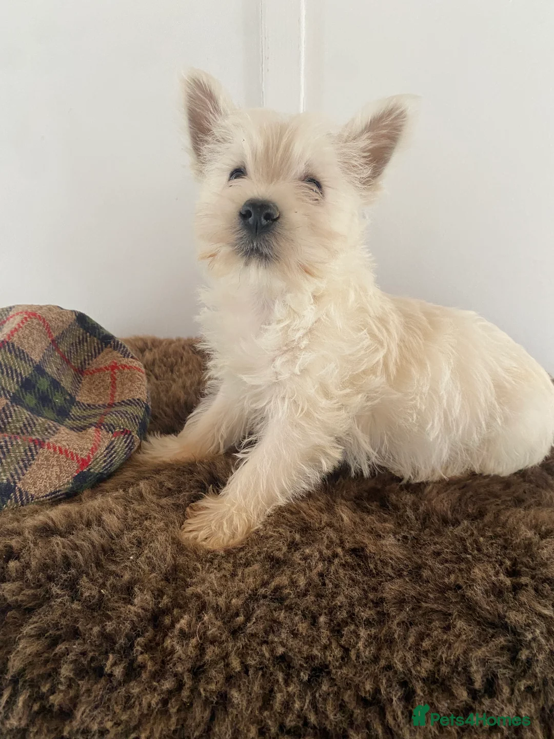 West Highland Terrier dogs for sale: West highland terrier  - Advert 11