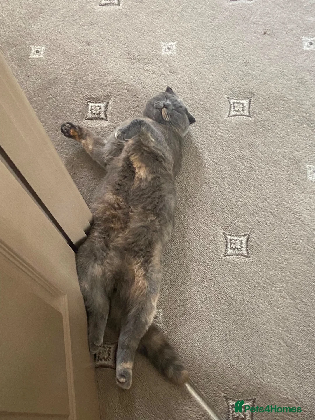 Scottish Fold cats for sale: Female  - Advert 2