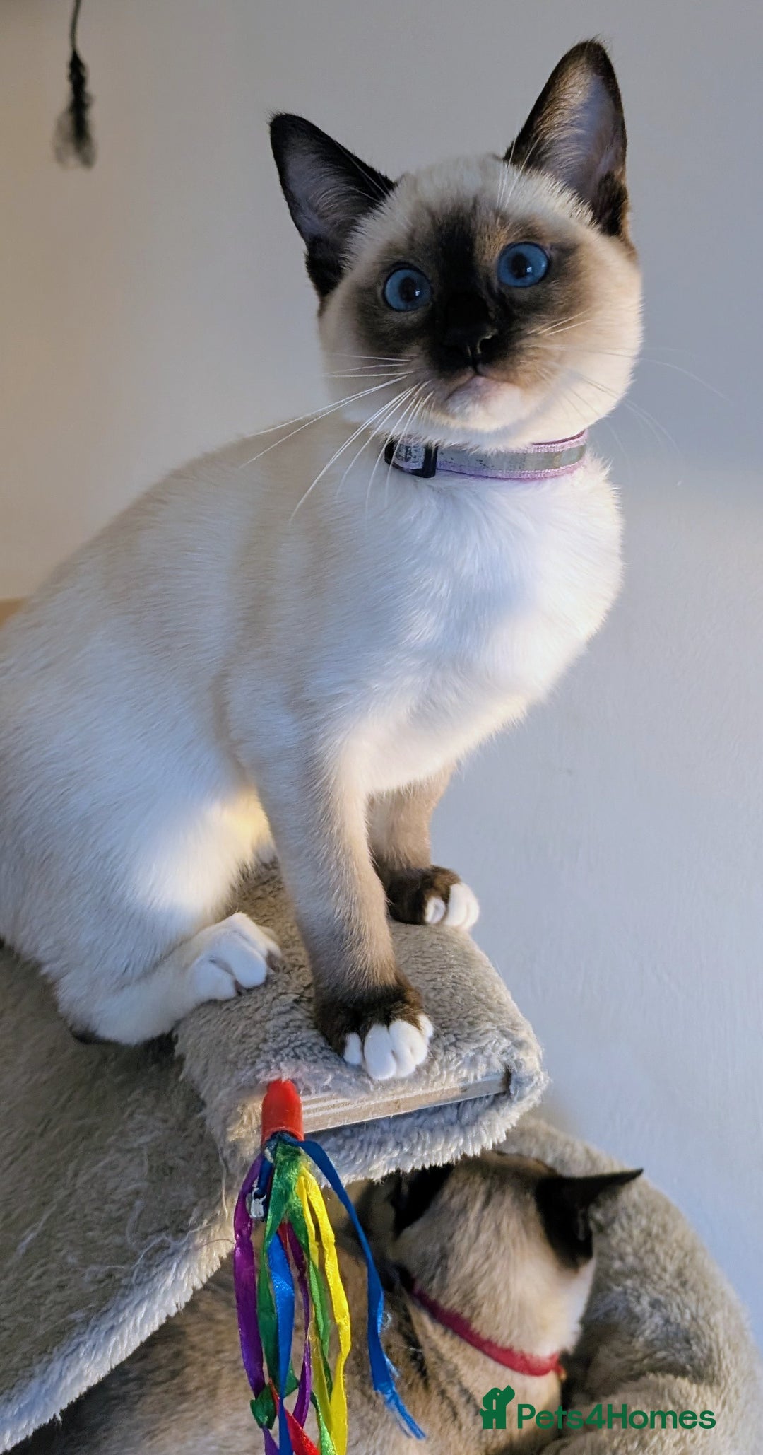 Ragdoll cats for sale: RESERVED-  Beautiful Female Kitten Available💜 - Advert 6