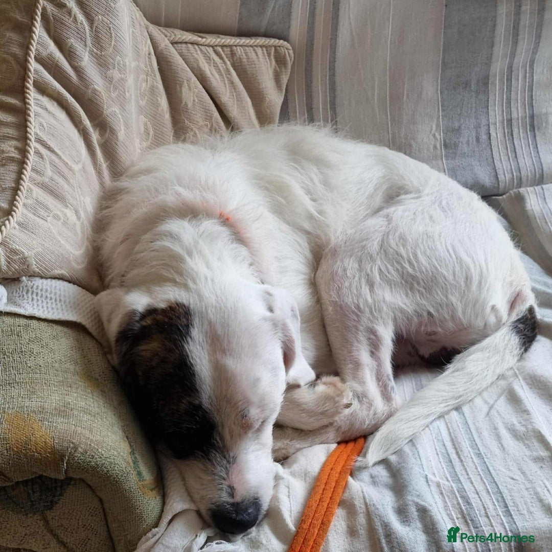 Mixed Breed dogs for adoption: Artemis - Fakenham Norfolk  - Image 4