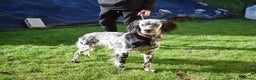 English Setter dogs for adoption: Beltz - Advert 1