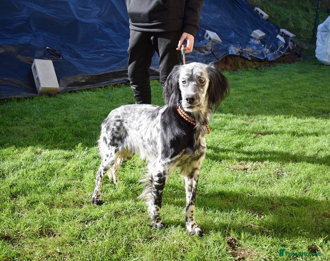English Setter dogs for adoption: Beltz - Advert 1