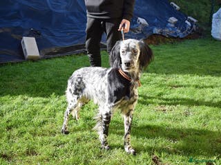 English Setter dogs Beltz - Advert 7