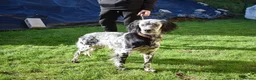 English Setter dogs for adoption: Beltz - Advert 1