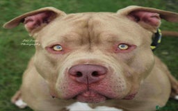 American Bully dogs for stud: Tan and white Boy American bully  - Image 3