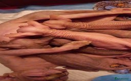 Sphynx cats for sale: 5 Adorable Sphynx Kittens for sale! - Image 36