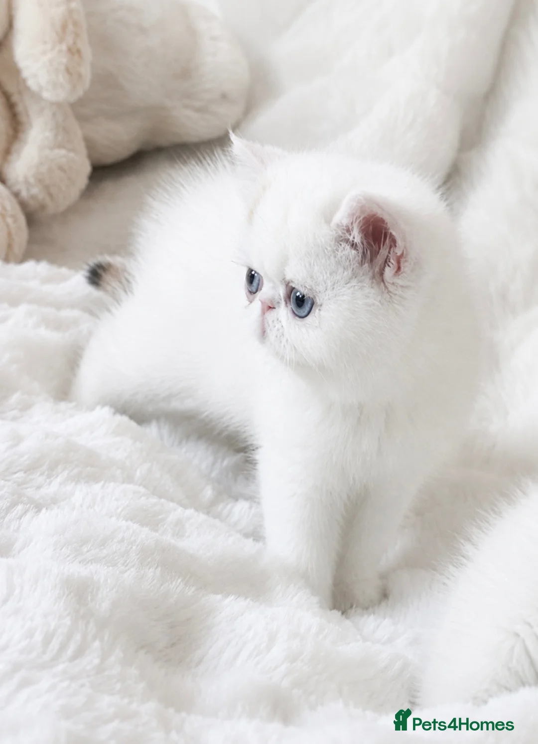 Exotic cats for sale: Extremely rare exotic female kitten - Advert 2