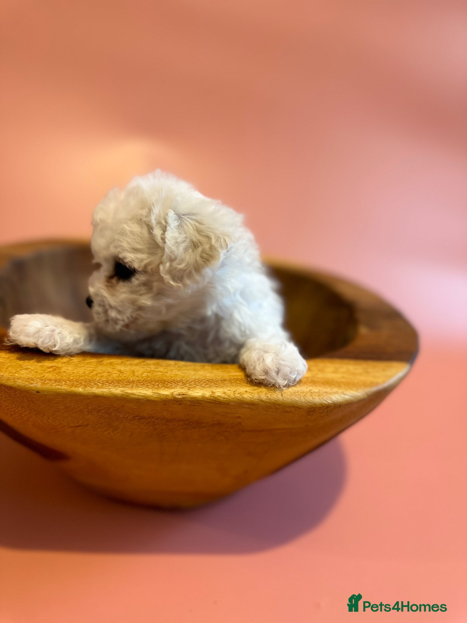 Bichon Frise dogs for sale: KC Bichon Frise Puppies Champion Bloodlines - Advert 4