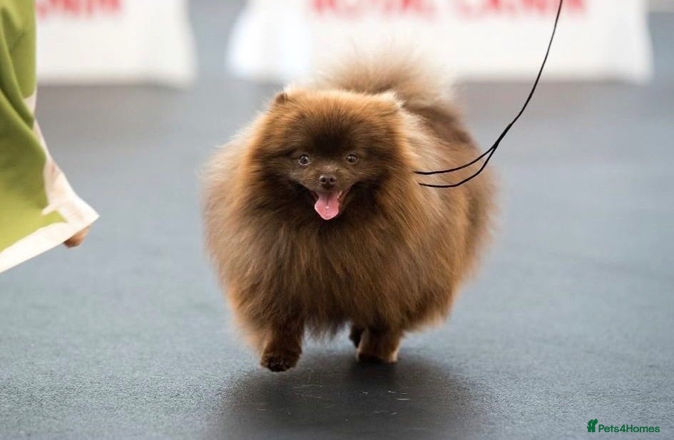 Pomeranian dogs Chocolate Pomeranian boy  - Advert 3