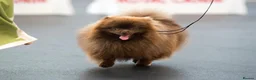 Pomeranian dogs for sale: Chocolate Pomeranian boy  - Advert 1